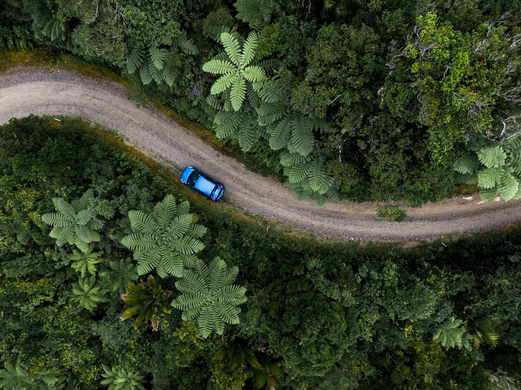 blue car driving through dense green forest